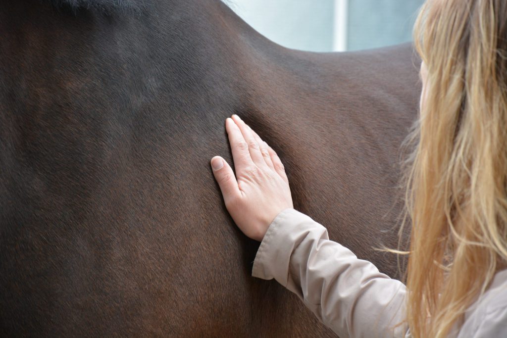Online cursus happy & healthy voor je paard Sandy Jansen paardenosteopathie