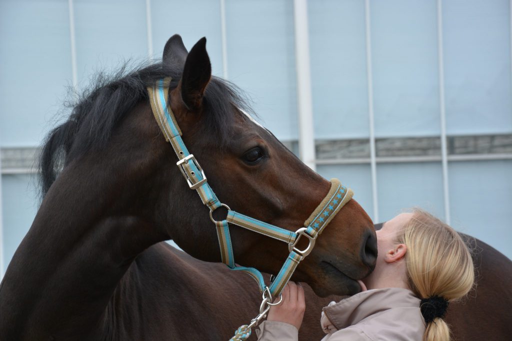 Online cursus happy & healthy voor je paard Sandy Jansen paardenosteopathie