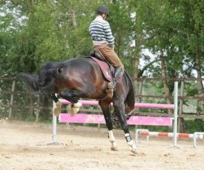 Lees meer over het artikel Het trainen van een paard (Deel III)