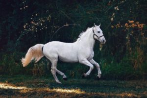 Vitaliteitsanalyse voor je paard Sandy Jansen paardenosteopaat