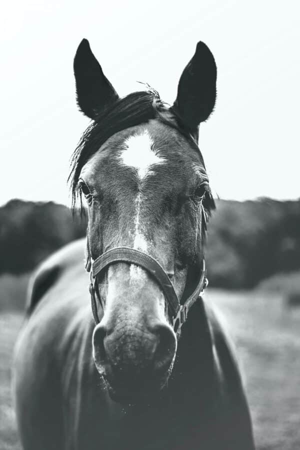 Lees meer over het artikel Het lymfestelsel van je paard