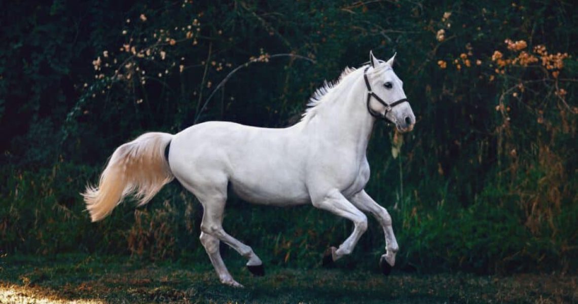 Vitaliteitsanalyse voor je paard Sandy Jansen paardenosteopaat