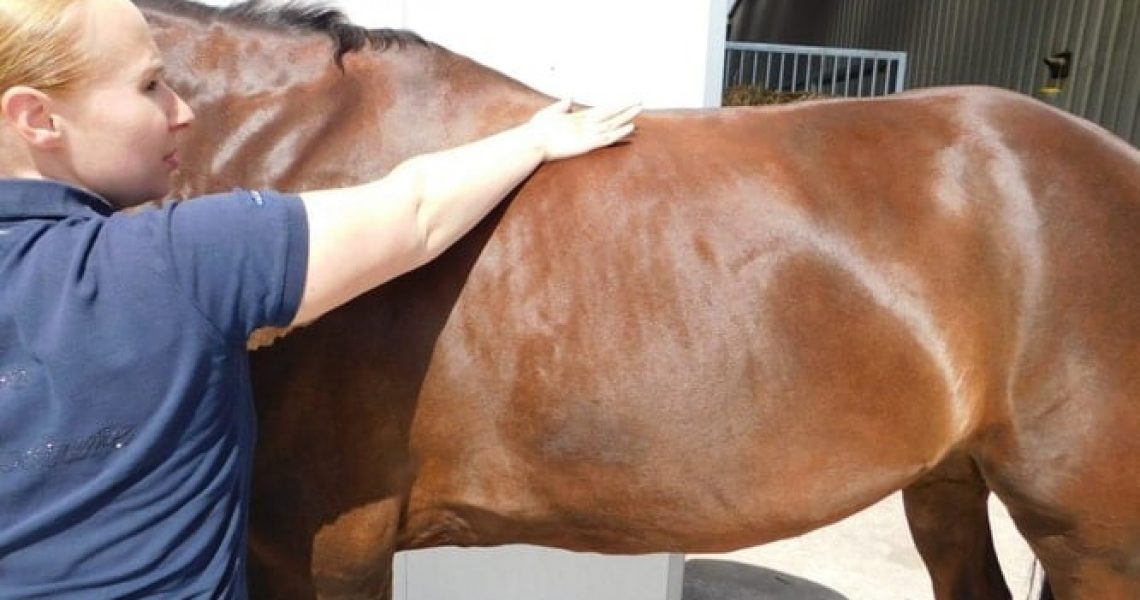 rugproblemen osteopaat paard